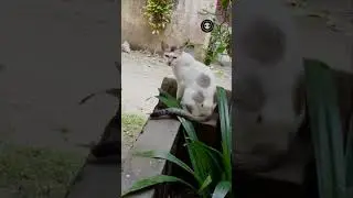 naughty hola male bilai cat, funny cat