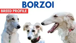 Borzoi Dog Breed Profile History - Price - Traits - Russian Wolfhound Dog Grooming Needs - Lifespan