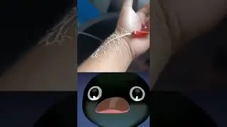 Noot noot meme  – pingu noot noot 