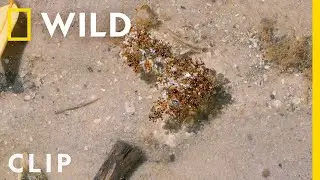 Ingenious fire ants create a life raft to escape flooding | Biscayne | Americas National Parks