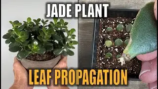 Propagating Jade Plant by Leaf in Soil