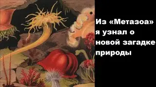 Из «Метазоа» я узнал о новой загадке природы