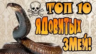 ТОП-10 Самые Ядовитые Змеи в Мире | Опасные Змеи