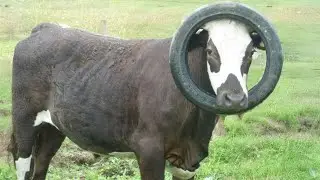 Funniest ANIMALS Videos 2025 That Will Make You Laugh Until You Cry 😂