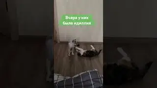 Недоброе утро #видеоконтент #видеомейкер #видеограф #котики #безкотаижизньнета