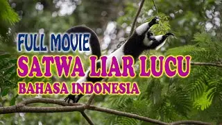 Koleksi Film Dokumenter  - Binatang Lucu Menggemaskan di Pulau yang Indah (Bahasa Indonesia)