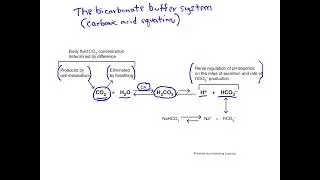 The bicarbonate buffer system