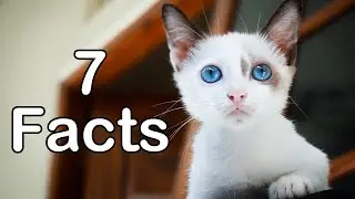 7 Facts about the Cat