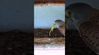 Falcon gifts mate with chameleon 🦎 #birds #kestrel #shorts #live #wildlife #nature #birdcams