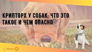 Крипторх у собак: что это такое и чем опасно