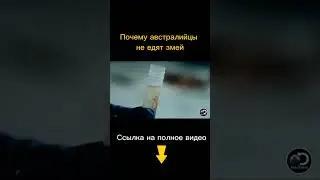 Почему австралийцы не едят змей