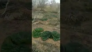 грибы пески жамбыльская область