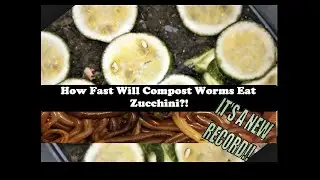 From Spoiled to Soil in Only 7 Days: Watch Red Wigglers Devour Zucchini. Vermicomposting Time-Lapse