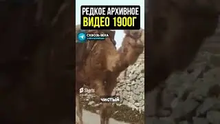 Старейшее видео 1900 года #история #шортс