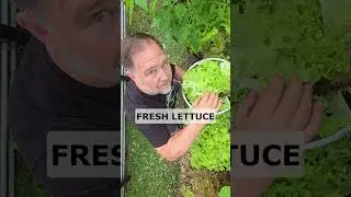 Get MORE Lettuce for LONGER