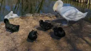 Black ducks and 2 swans (Чёрные утки и 2 лебедя)