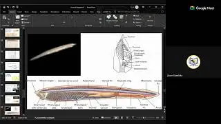 Foundational Biology For NEET For Class XI - Animal Kigdom-part 3Madam Tista Mukhopadhyay