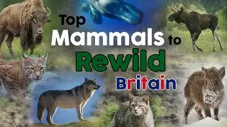 Top Mammals to Rewild Britain 👉 Rewilding Britain  👉 Reintroductions