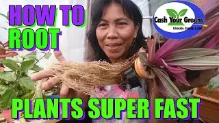 Plant Propagation Super Fast - Rooting Plants in 3 Days