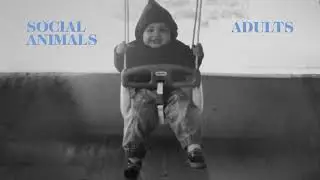 Social Animals - Adults (Visualizer)