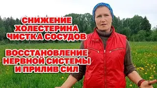 БАБУШКИНА ТРАВА/ ЭЛИКСИР ЖИЗНИ СОХРАНИТ ЗДОРОВЬЕ УКРЕПИТ ОРГАНИЗМ 