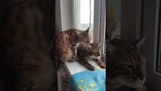 Кошка умывает своего котенка🐱