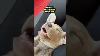 This cute Puppy fell asleep during Puppy Yoga Class❤️❤️❤️