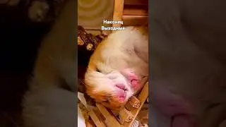 🗓Вот и Выходные🛏