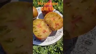 Истинные ЦВЕТА. Новый сорт в моем каталоге///