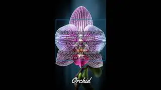 20 Most Beautifull Flowers and Flower Quotes MJ (72)