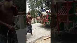 So funny #shortvideo #funny #funnycow #comedy #cow videi