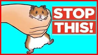 18 Things Hamsters Hate