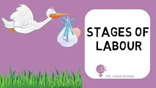 Stages of Labour