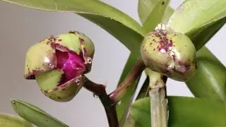 Sneak Peek at Cattleya Pink Jaguar (Time Lapse)