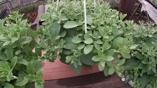 СЕКРЕТНАЯ ФИНАЛЬНАЯ ПРИЩИПКА АМПЕЛЬНОЙ ПЕТУНИИ