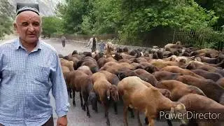 Гиссарские овцы и саги дахмарда. Элитные щищаки хозяйства Баракати Хисор