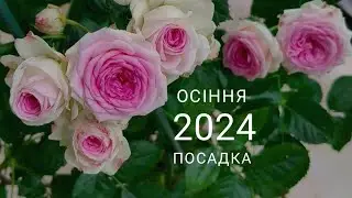 Відео нарис про стан новеньких троянд. Посадка - осінь 2024. Укриття на зимовий період.