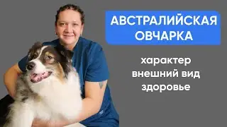 Аусси, австралийская овчарка - Смотрите всю информацию о породе!