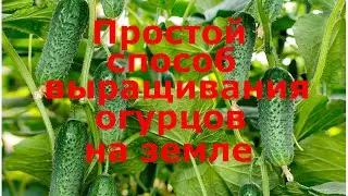 ПРОСТОЙ способ выращивания огурцов на земле!