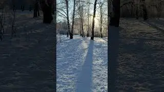 Бегут овчарки