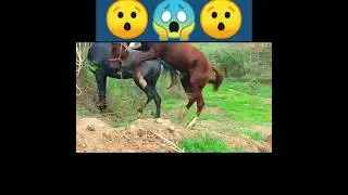 Horse mating for the first time❤️ 