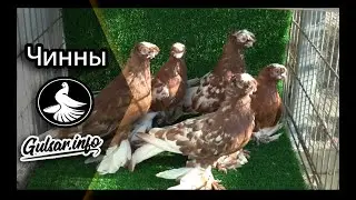 ДВУХЧУБЫЕ ЧИННЫ / PIGEONS / TAUBE 