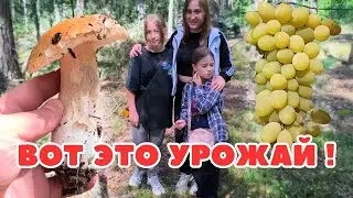 СБОР ГРИБОВ ПОРАДОВАЛ! СНЯЛИ 25 КГ ВИНОГРАДА С КУСТА. ПОКОРЯЕМ ВЫСОТЫ. ОЧЕНЬ МНОГО БОРОВИКОВ, СУПЕР!