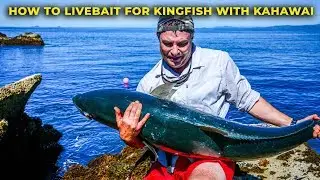 HOW TO CATCH KINGFISH WITH LIVE BAIT KAHAWAI