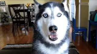 THIS SIBERIAN HUSKY DOG CAN ACTUALLY TALK!!!