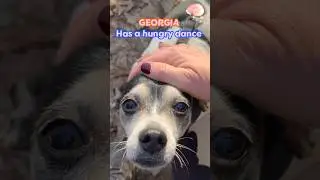 All The Fun, Silly Dogs I Met On My Hike | Dodo Kids