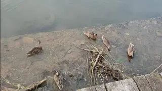 Район ЖДВ. Златоуст.