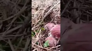 сбор боровиков 