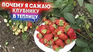 Почему я сажаю клубнику в теплицу