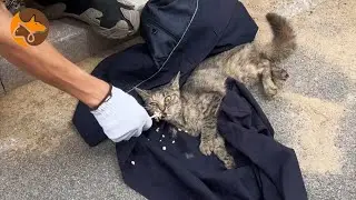 20 Days Without Food or Water: Cat Trapped Deep in Ventilation Duct Awaits Rescue